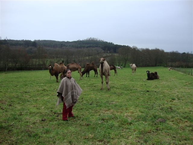 con los camellos